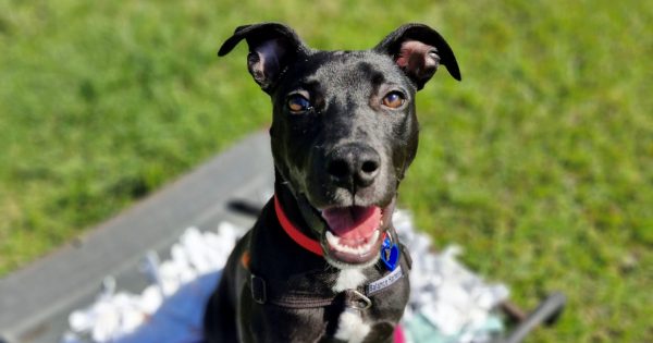 RSPCA Illawarra’s Pets of the Week: Meet Juno and Ryder