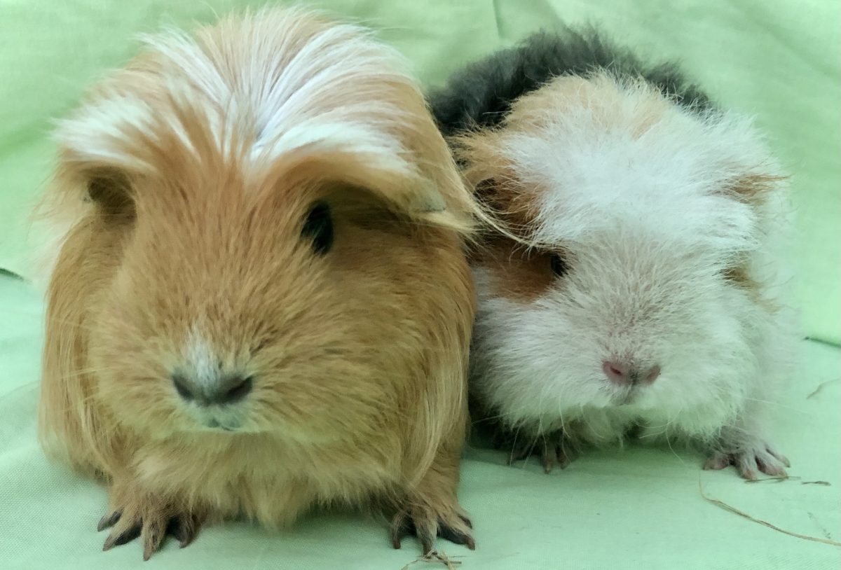 Two guinea pigs.