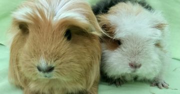 The absolutely fabulous world of raising guinea pigs