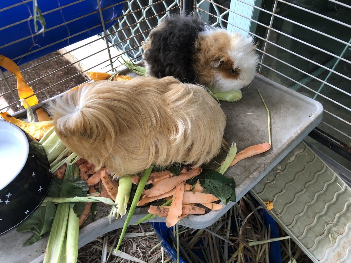 Two guinea pigs