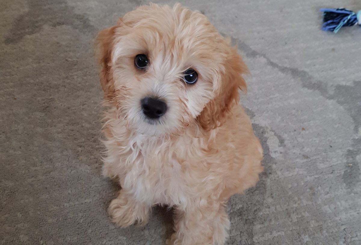 Honey Cavoodle