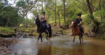 Stirrup some memories: Otford Horse Riding Farm keeps its legacy alive despite challenges