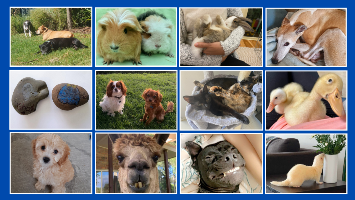 Collage of pets