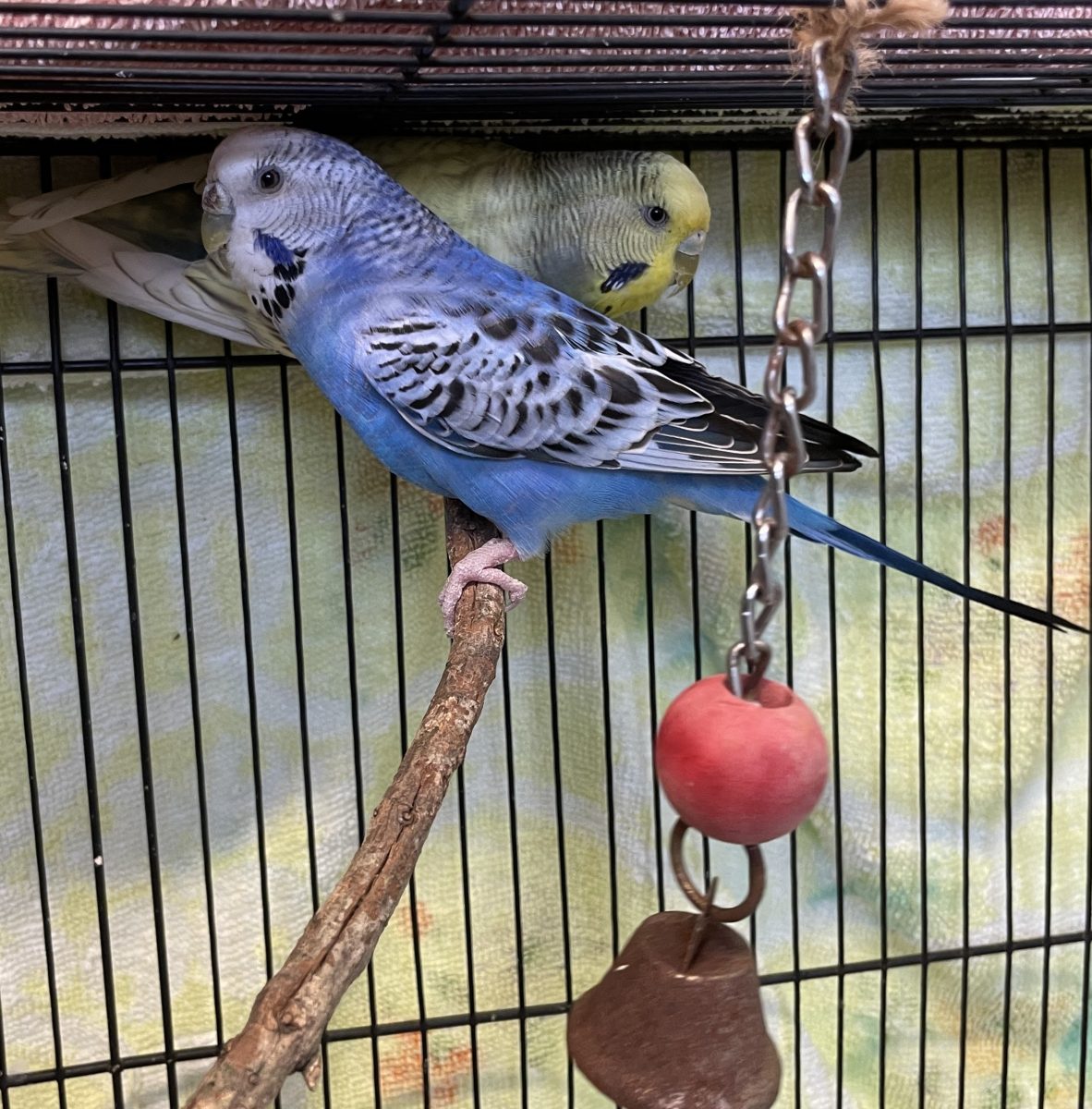 Candy and Cane are a bonded pair of budgies looking for the best nest. 