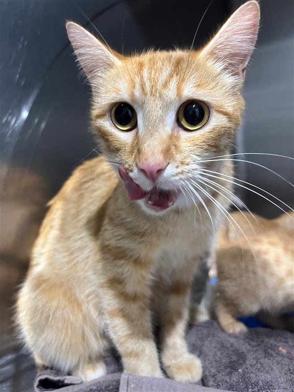 One-year-old Honey has already raised her kids - ahem, kittens - and is looking for a loving, peaceful home where she can relax into retirement. 