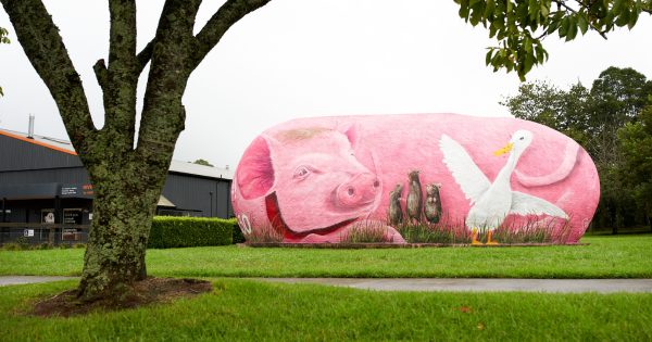 Robertson's 'Big Potato' becomes 'Pig Potato' to celebrate 30 years of movie Babe