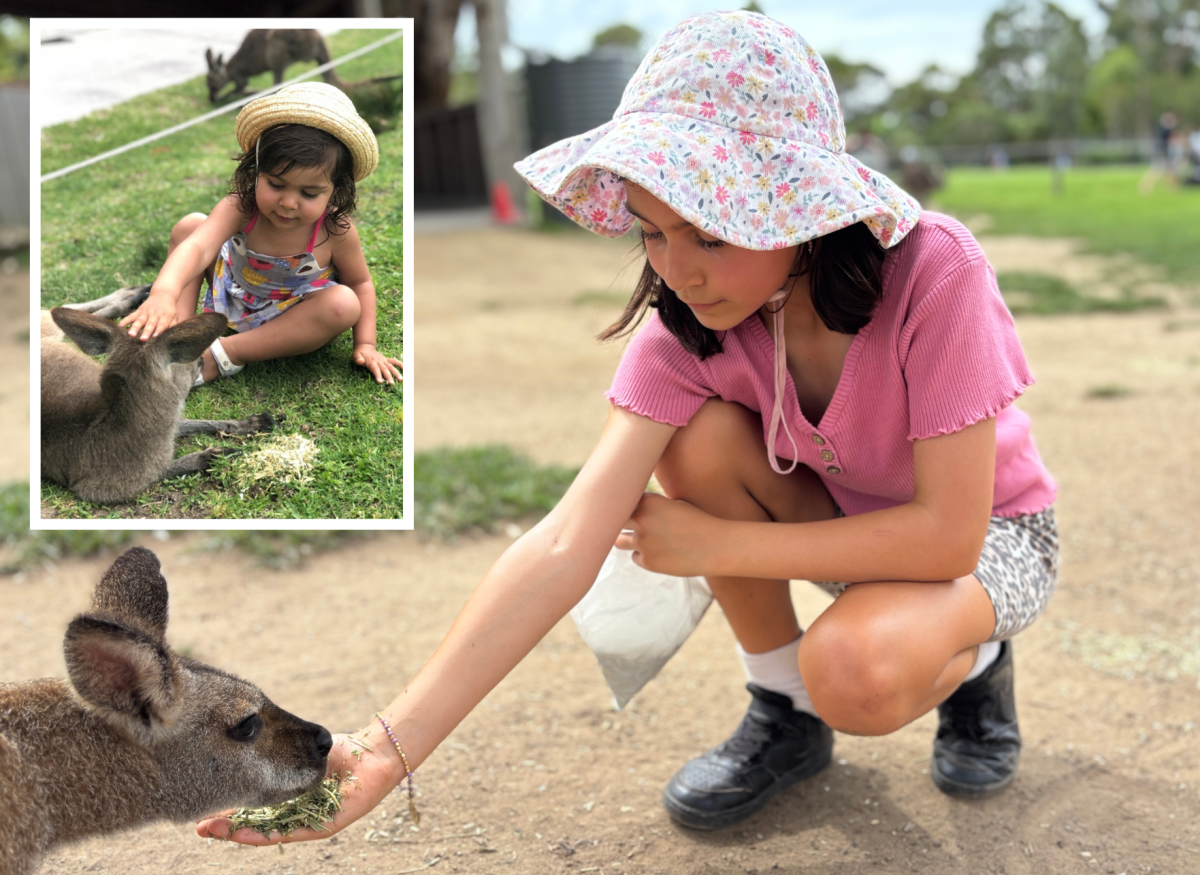 Girl feeds kangaroo with inset picture of her petting a kangaroo at a younger age