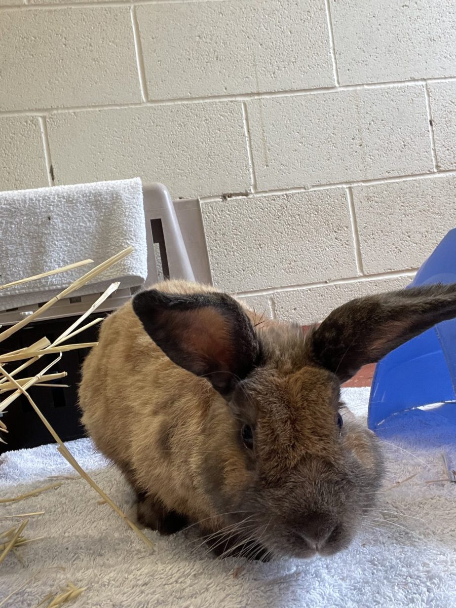 A lop-eared Netherland dwarf, Bentley's ears aren't quite sure what they're meant to be doing - but don't tell him that. He'd be very embarrassed. 