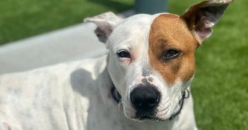 RSPCA Illawarra’s Pets of the Week: Meet Coco and Bentley!