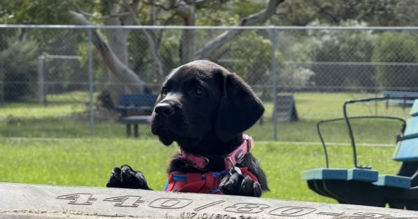 Feeling ruff? Join this puppy program that boosts wellbeing while training assistance dogs