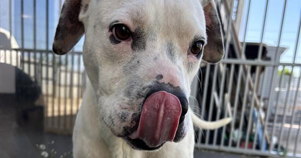 Wollongong Pet Connection's Pets of the Week: Meet Fido and Marbles!