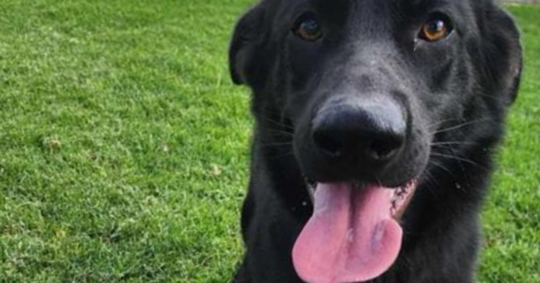 Wollongong Pet Connection's Pets of the Week: Meet Neeta and Celeste!
