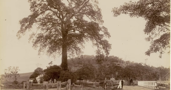 The role of nature in the naming of early Illawarra towns, starting with a fig tree