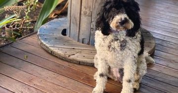Grab the lead, shout walkies and try out some of the Illawarra's top dog-friendly eateries