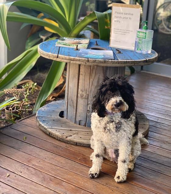 Dog at a cafe