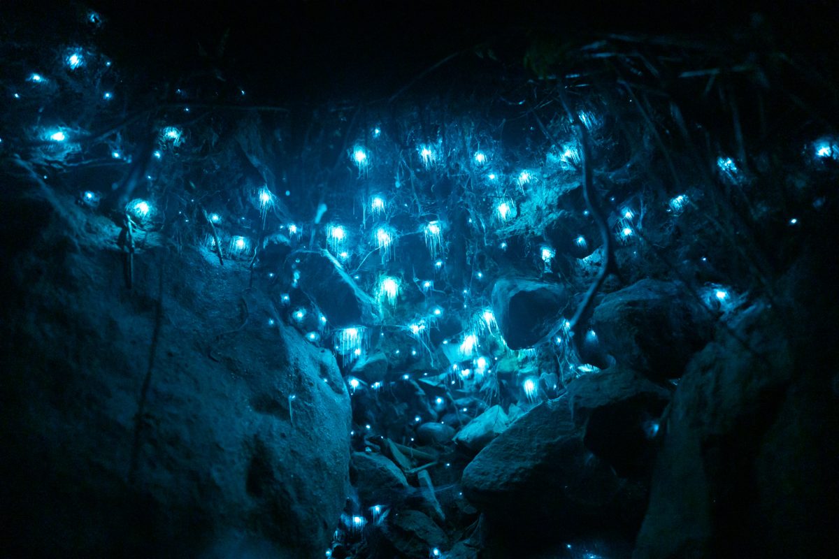 bioluminescence