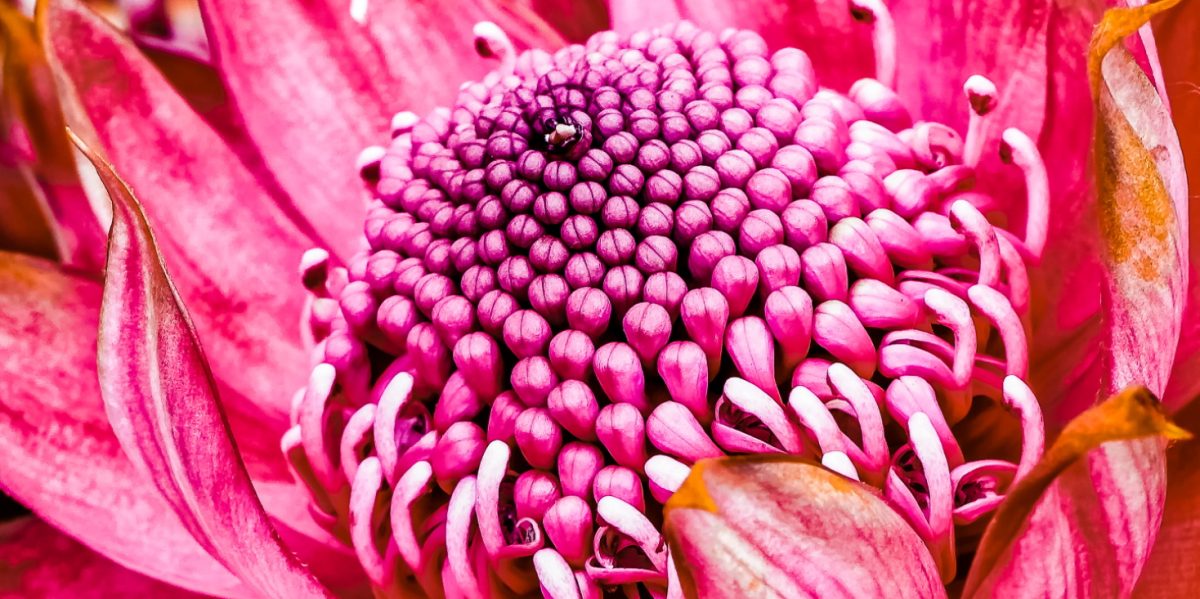close up of a flower