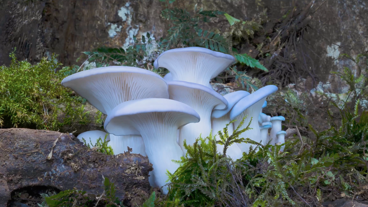 Fungi growing in the forest