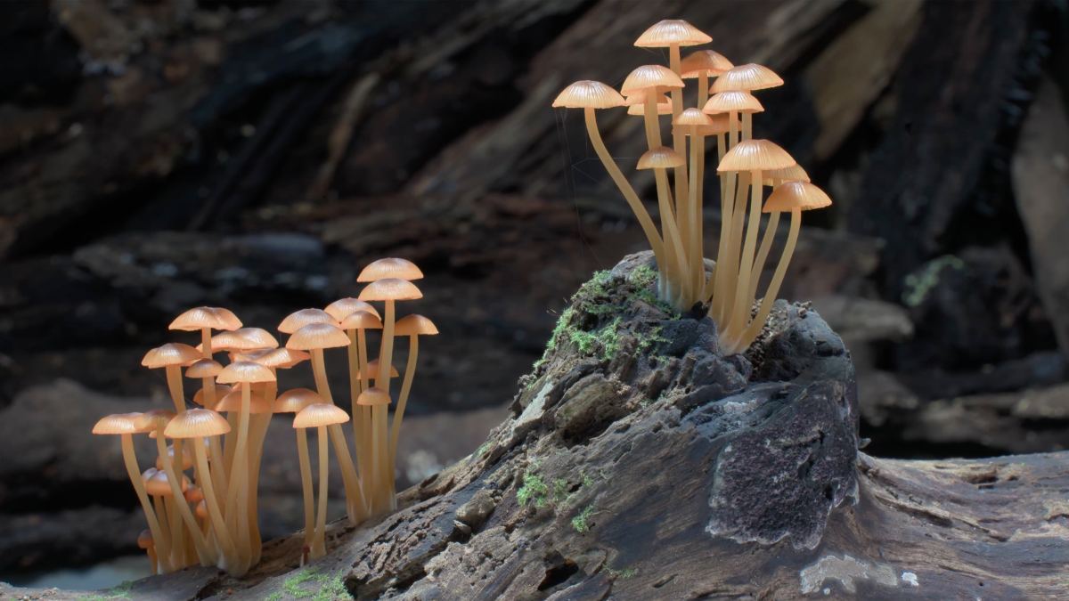 Fungi growing in the forest