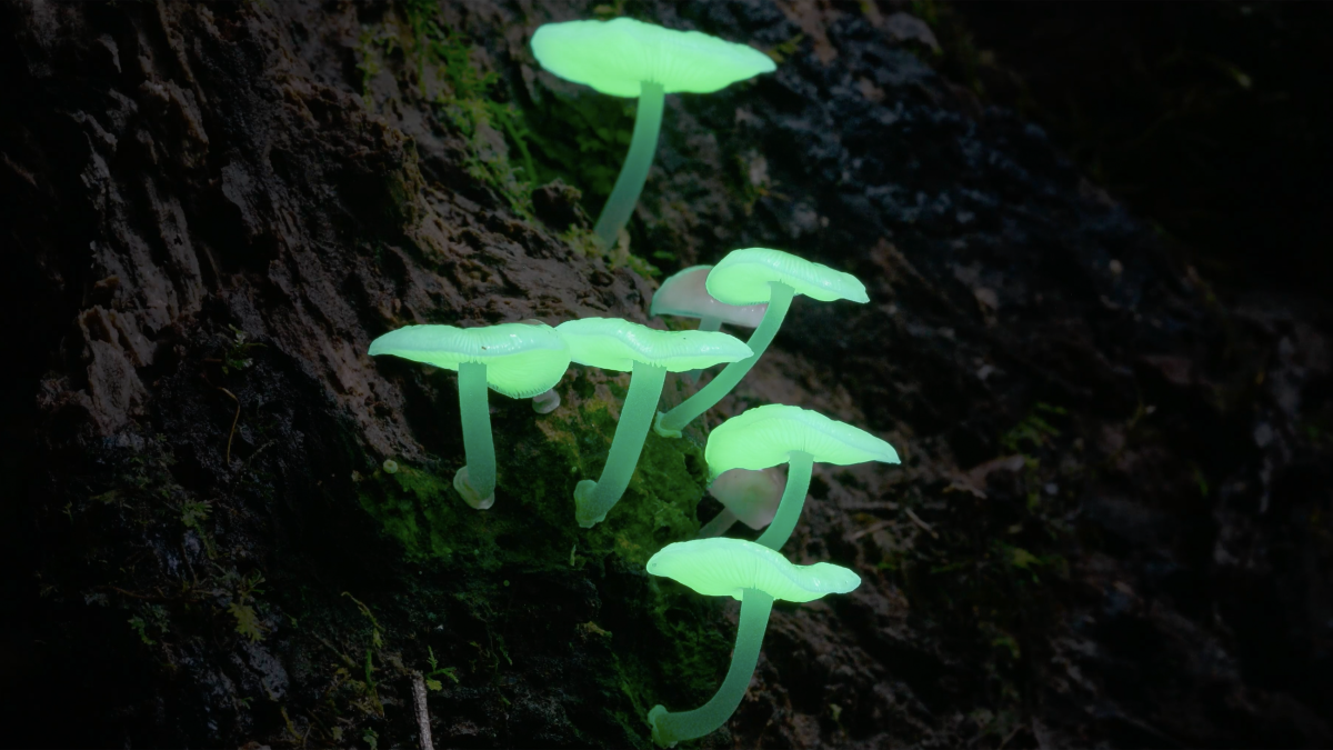 Fungi growing in the forest
