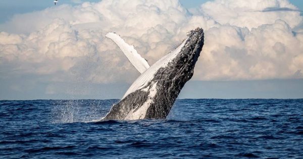 It's not long before your next 'whale fix', with reports of early sightings
