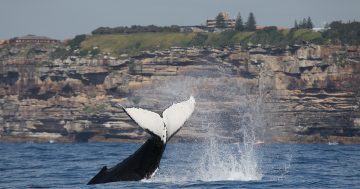 Calling all wannabe marine biologists - get to Hill 60 this Sunday