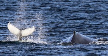 Is whale watching any fun? We gave it a go