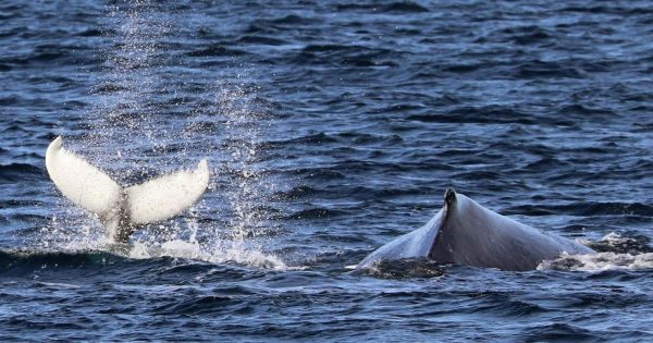 Is whale watching any fun? We gave it a go