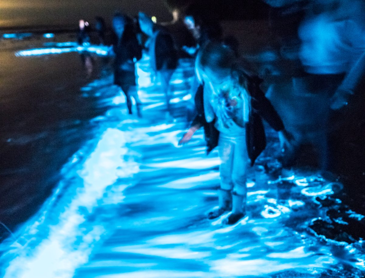 People observe sea sparkles