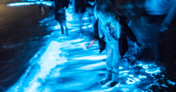 The sea glitters, the fungi glow: Step inside the Illawarra’s bioluminescence