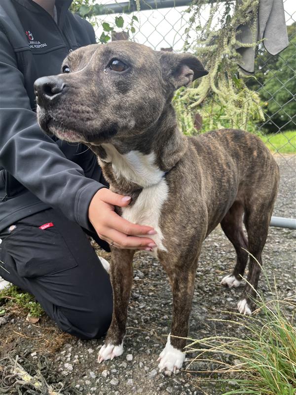 Sweet, loving and oh so eager to please, Kyah is looking for a home where she will be shown plenty of love.