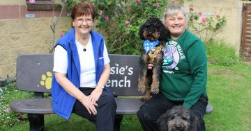 RSPCA event presses 'paws' due to wet weather but charity's animal welfare work never stops