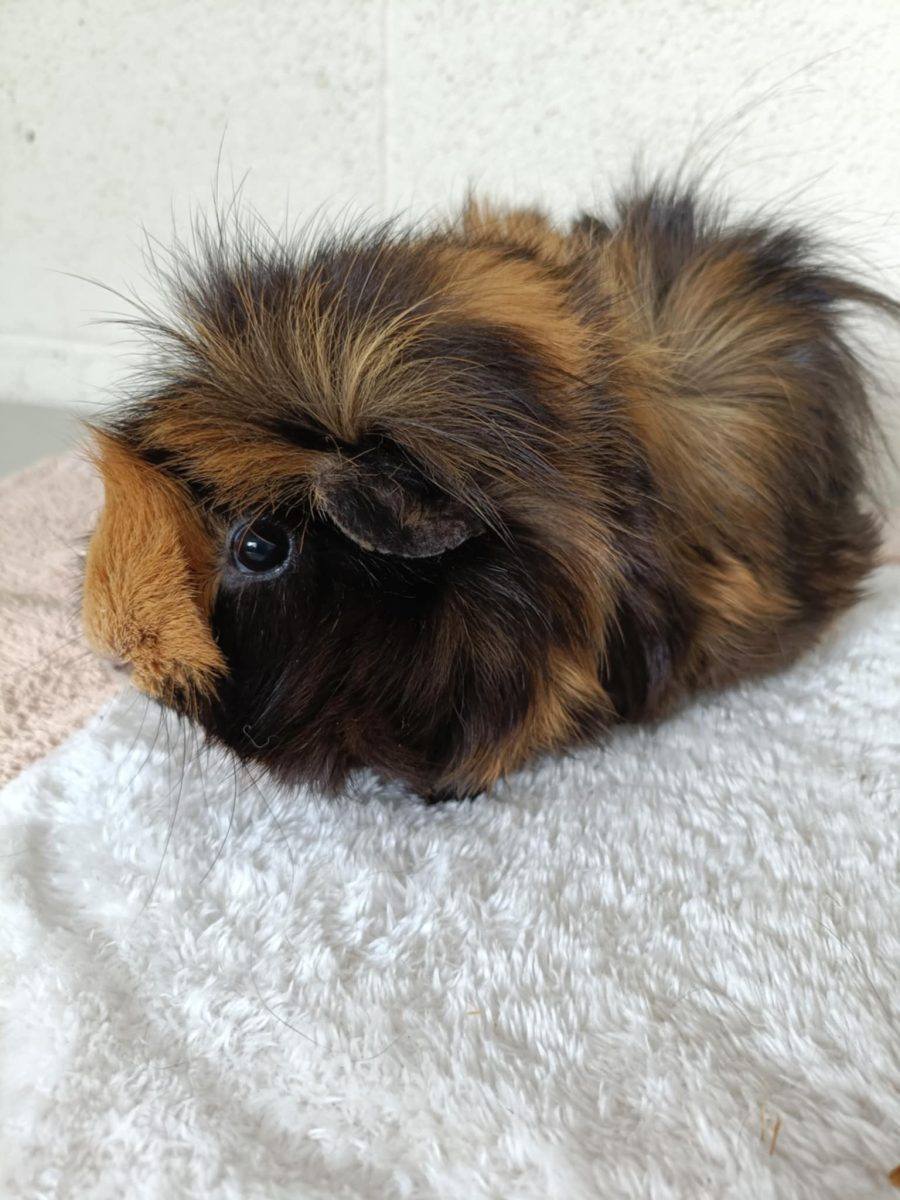 Billie Jean is not your lover - she's just some guinea pig who hopes she might be the one for you!