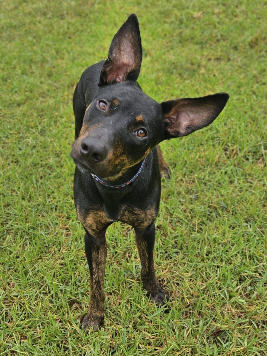 One-year-old Bruiser is on a quest to find a peaceful, adventure-loving family to call his own.