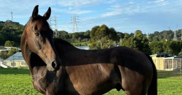 RSPCA Illawarra’s Pets of the Week: Meet Bruiser and Gatsby!