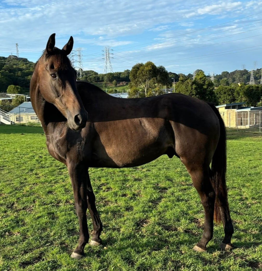 Thoroughbred Gatsby has a great big heart - he just needs a home.