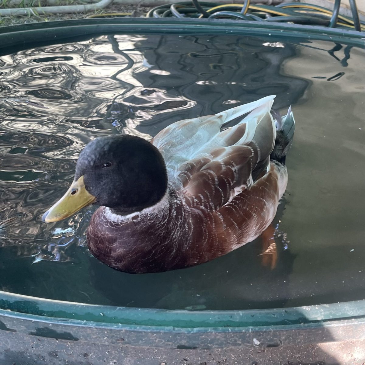 Mallard Arthur passes the vibe check - and he'll help keep slugs and snails off your veggie patch.