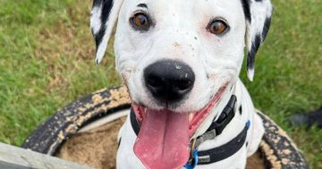 RSPCA Illawarra’s Pets of the Week: Meet Teddy and Arnold!