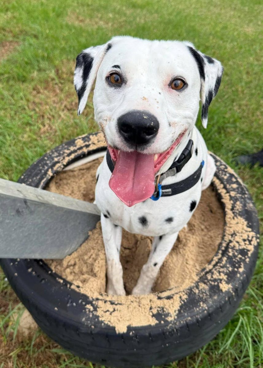 Dapper dalmation Teddy is looking for a home where he will be the centre of attention.