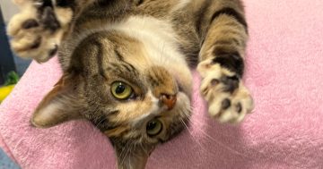 RSPCA Illawarra’s Pets of the Week: Meet Lilith and Billie Jean!