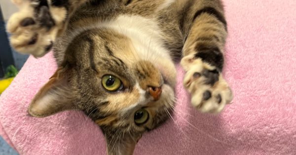 RSPCA Illawarra’s Pets of the Week: Meet Lilith and Billie Jean!