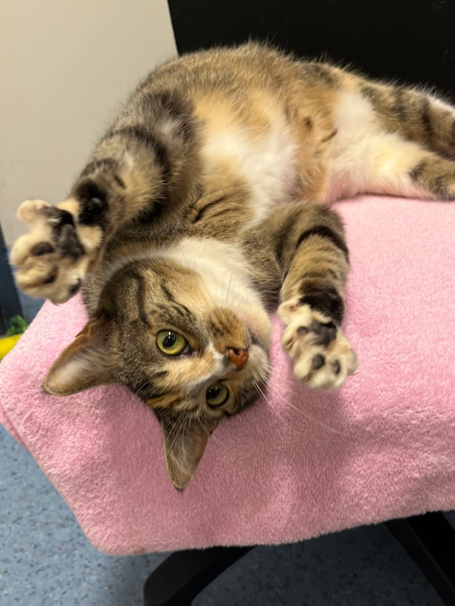 Lilith is on the prowl for a family that will respect her independence and indulge in her need for cuddles.