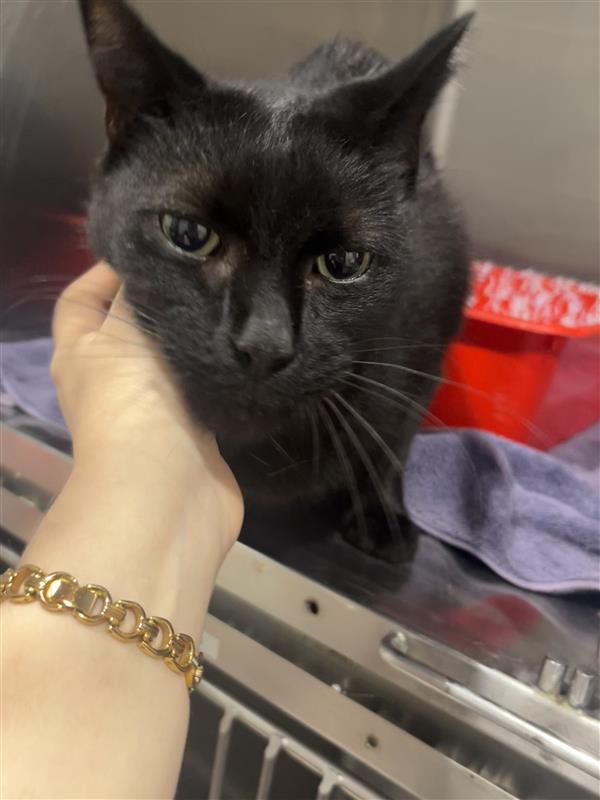 Sooty loves humans, loves other cats, loves to play and loves to relax. This easy-to-please superstar just needs a home to call his own!