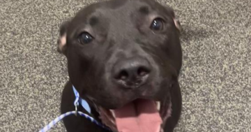 Wollongong Pet Connection's Pets of the Week: Meet Tequila and Sooty!