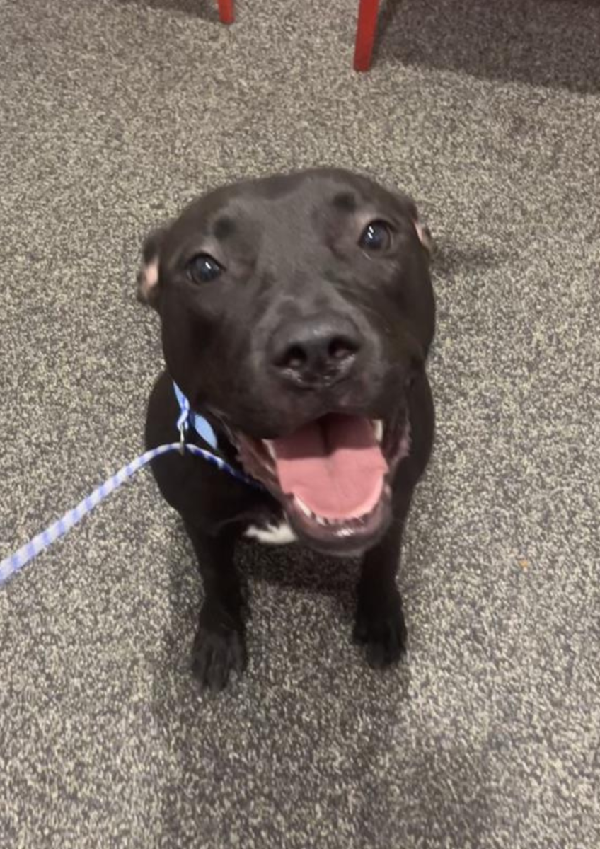 Did somebody say playtime? Good girl Tequila is ready when you are!