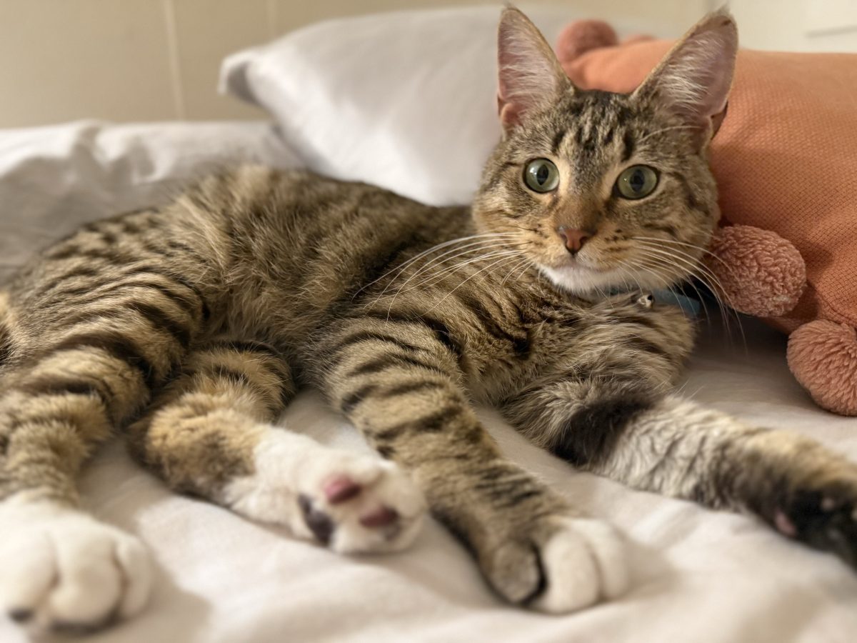 Twix loves attention, whether it comes from humans or felines - and he's generous with his own affections. Could he be the cat to make your home complete?