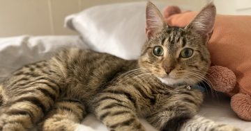 Wollongong Pet Connection's Pets of the Week: Meet Kyah and Twix!