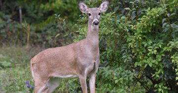 As the weather cools down, the number of deer on Wollongong streets goes up
