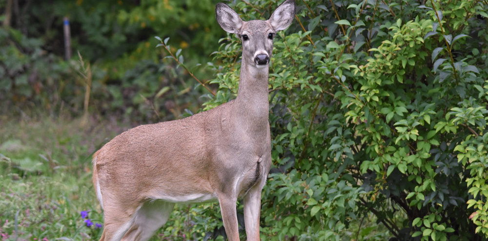 deer