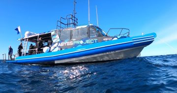 Wollongong's new ocean experience brings you face-to-face with the coast's majestic creatures